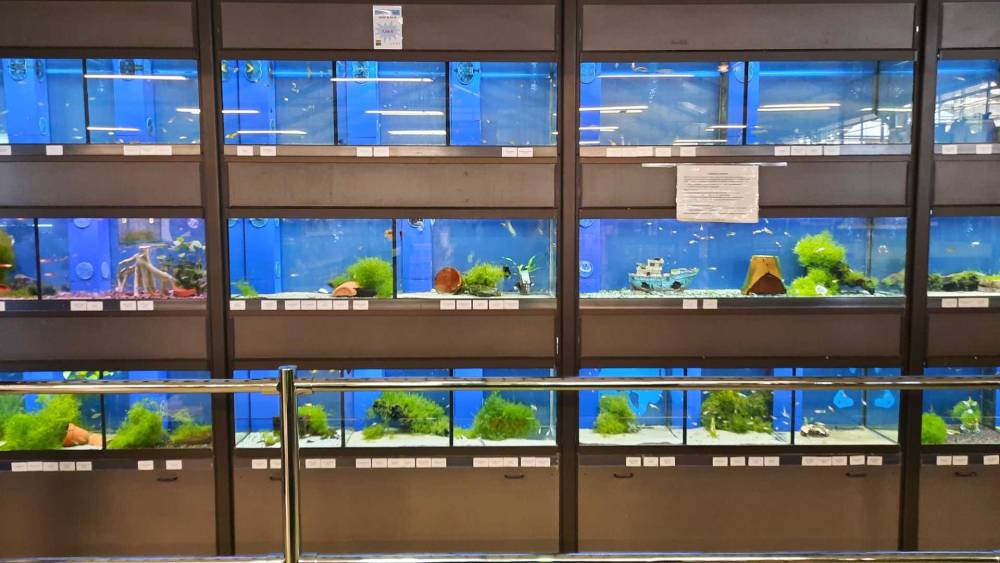 aquariums-jardinerie-baron