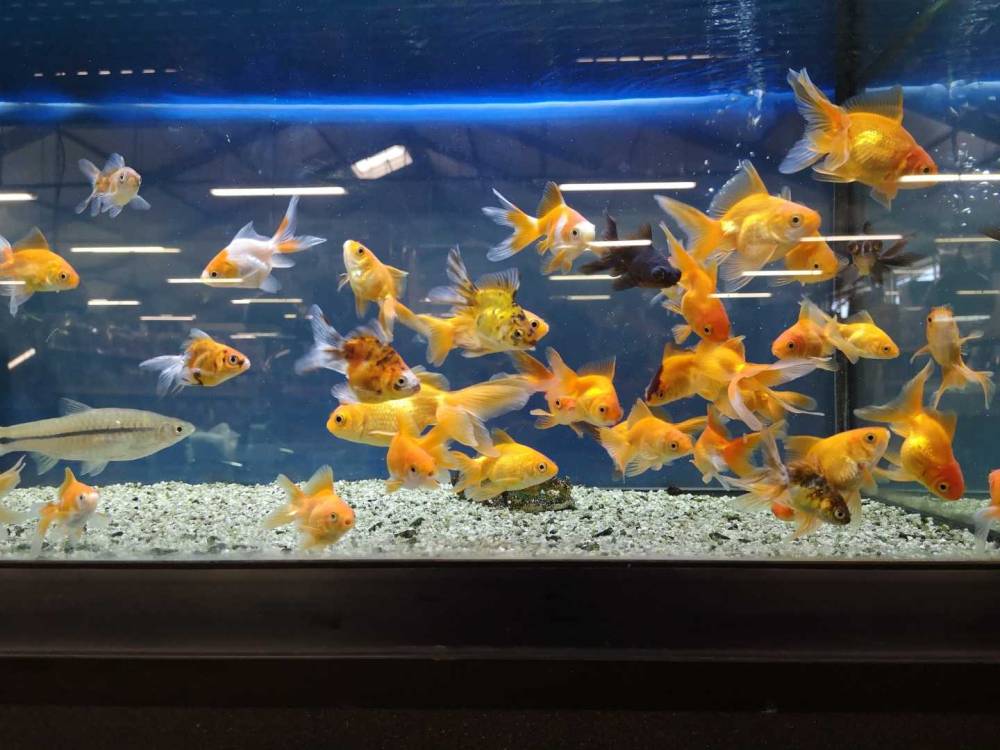 poissons-jardinerie-baron