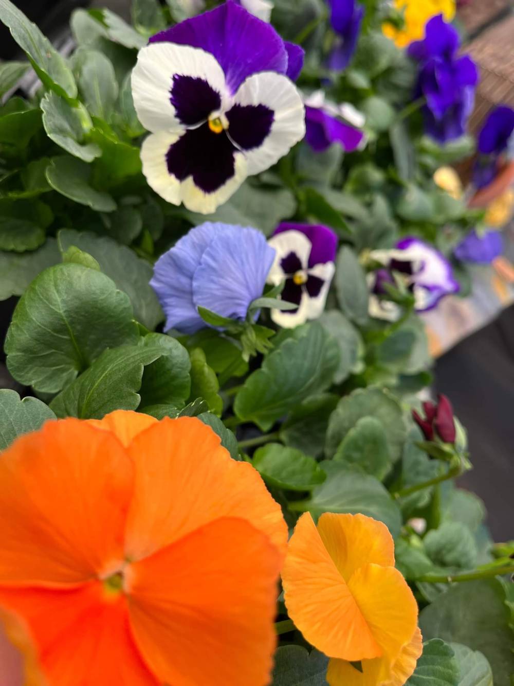 serre-fleurs-jardinerie-baron