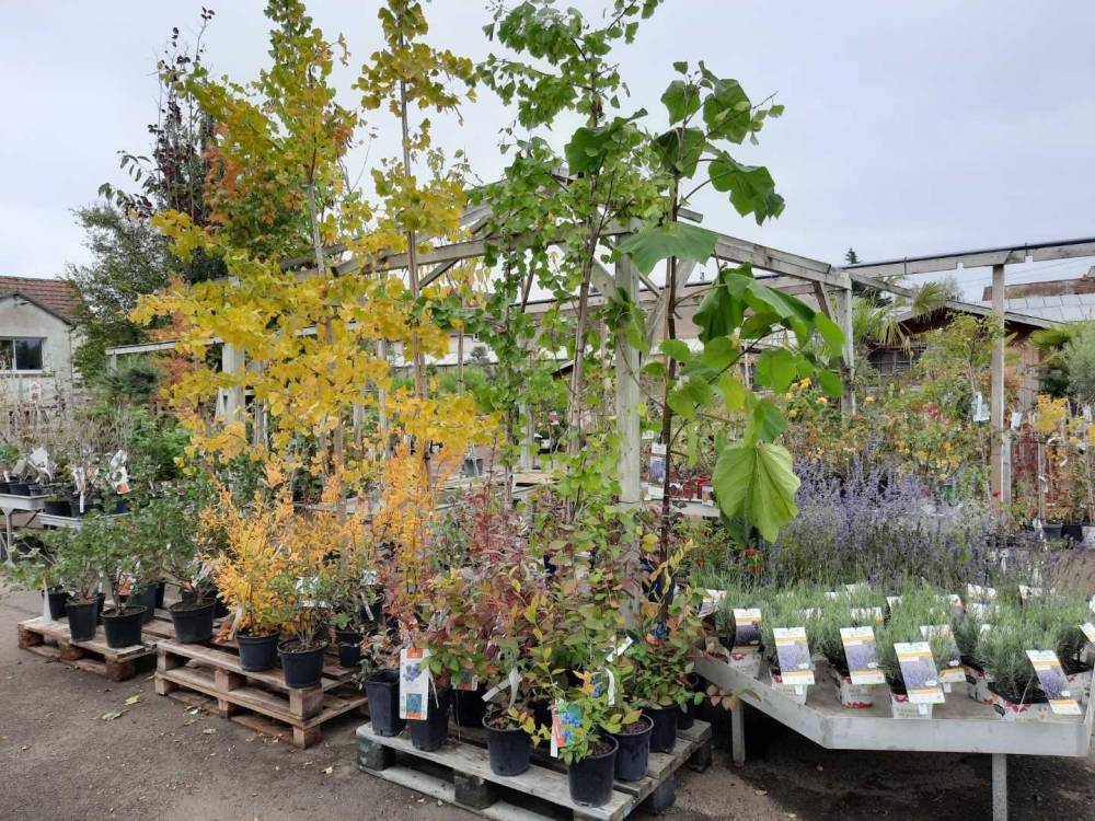 plantes-pepiniere-jardinerie-baron
