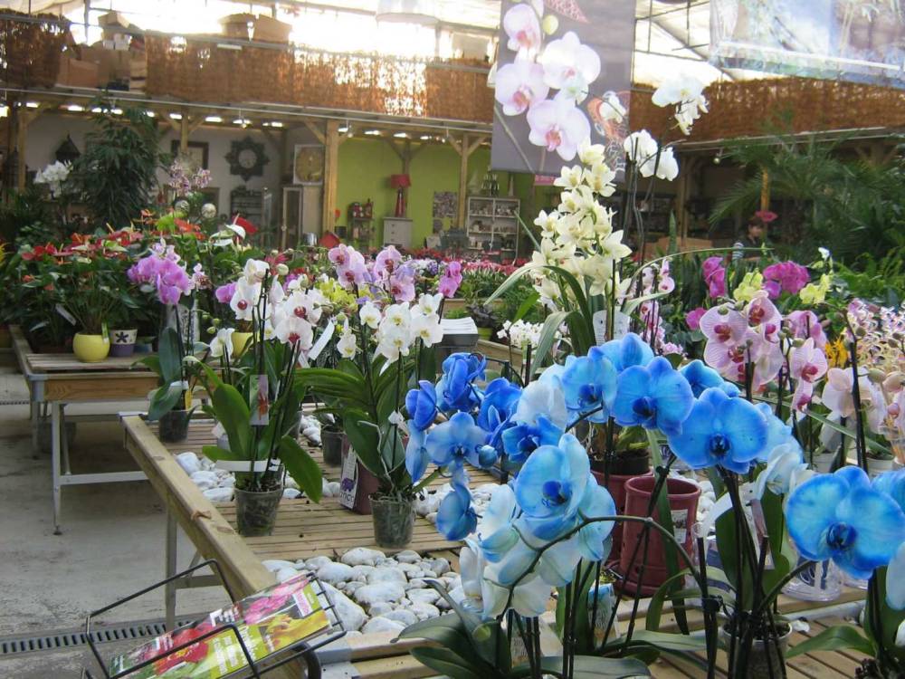 fleurs--jardinerie-baron