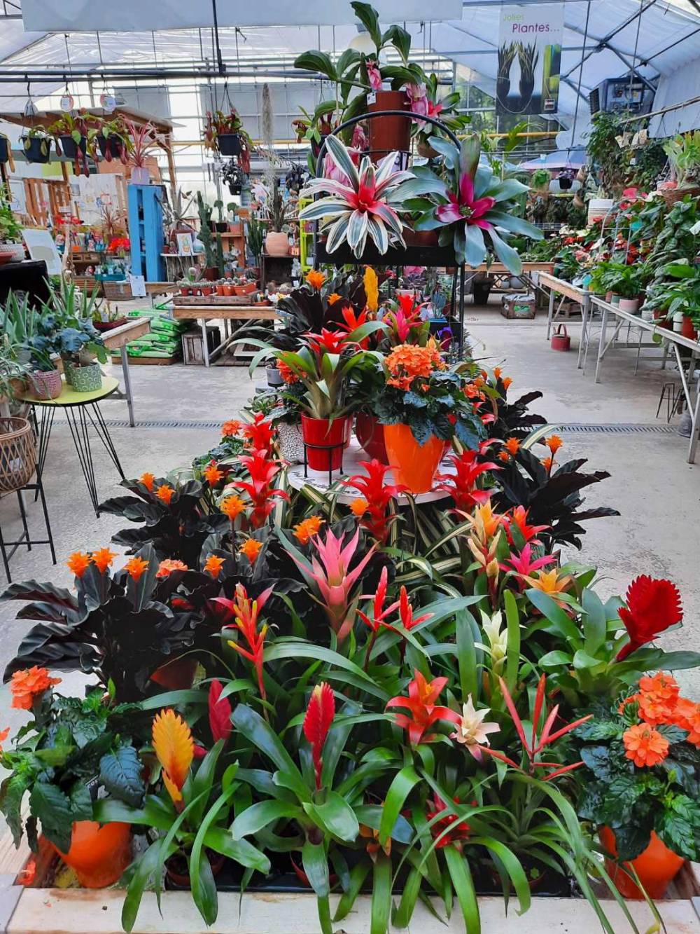 serre-chaude-jardinerie-baron