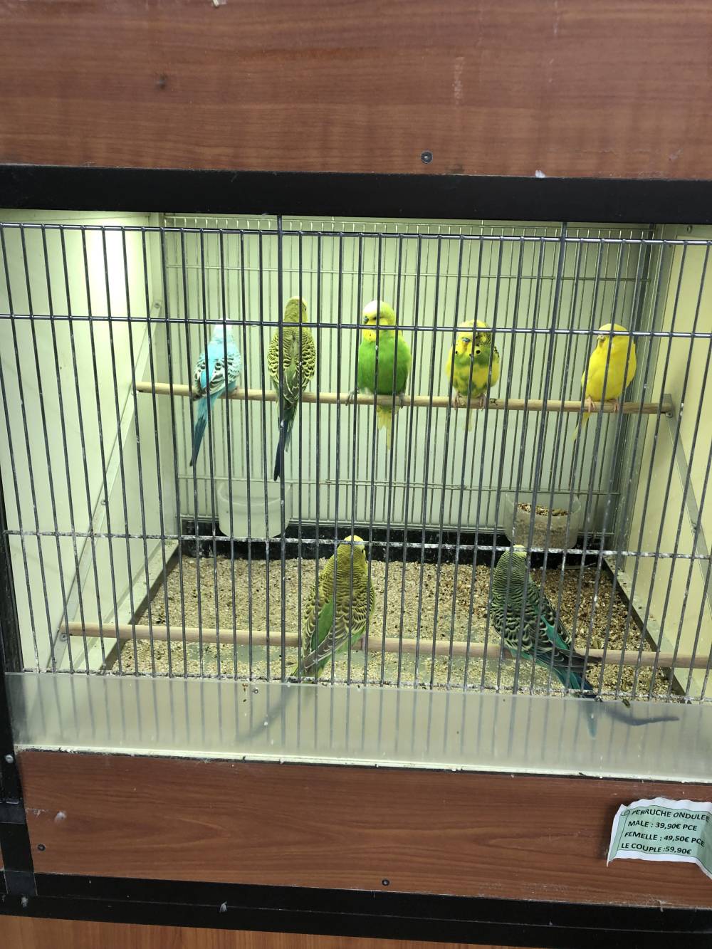 oiseaux-min