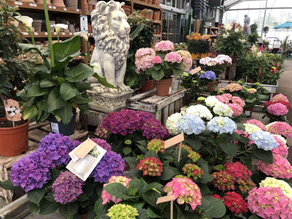 hortensias MAF-min